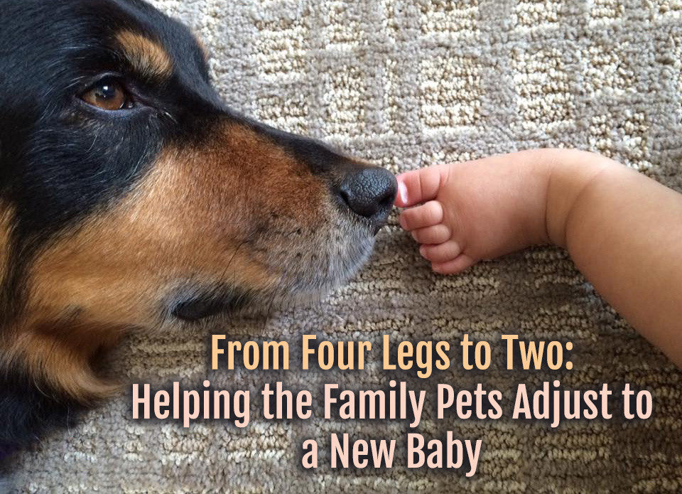 Bringing baby to your pets