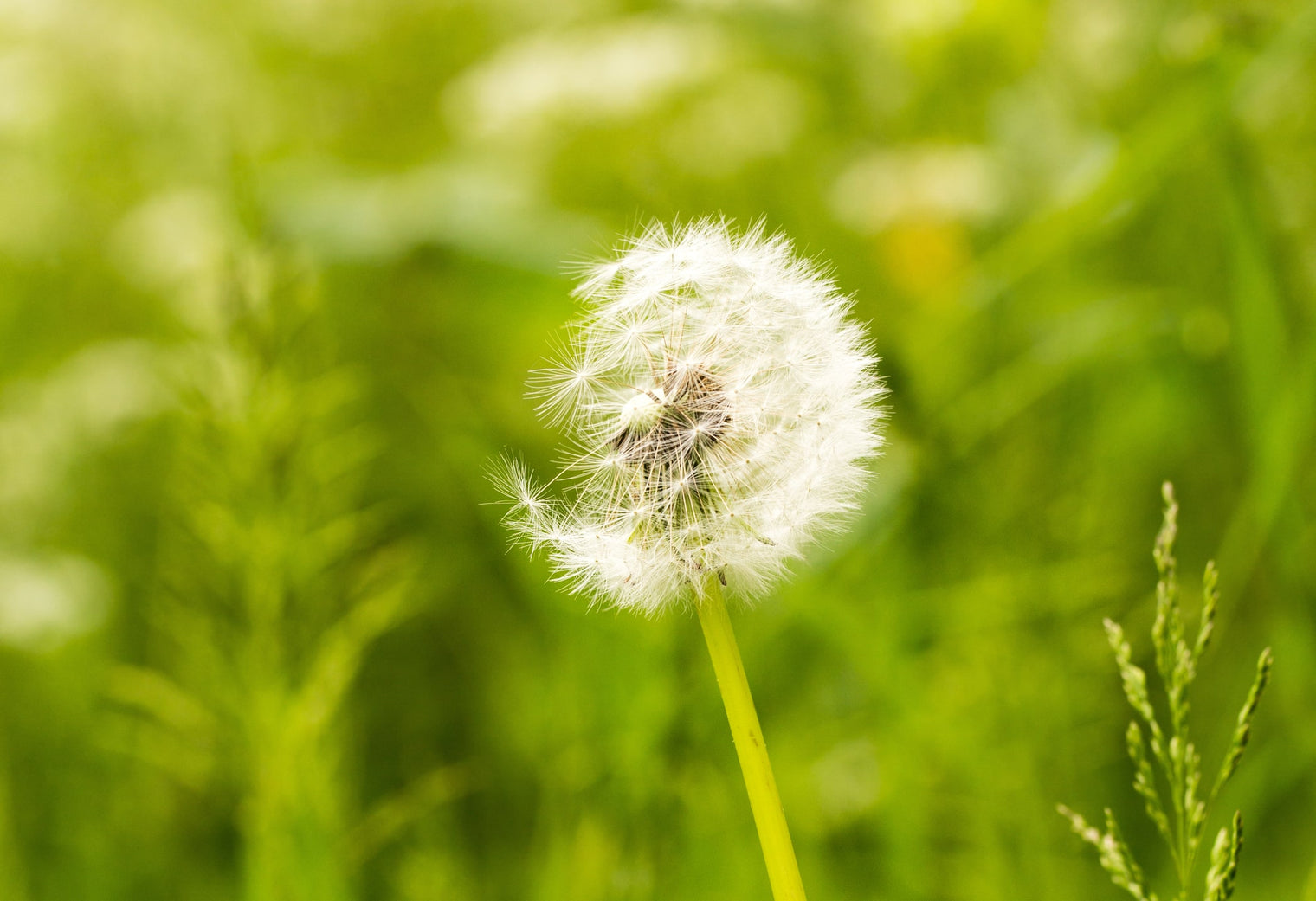 Flower pollen causing hay fever in babies hero image